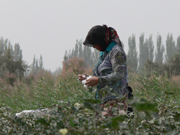 Cotton pickers