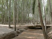 planting of greenery in desert